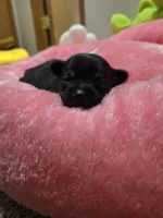 Midnight, a female Chihuahua for sale in Cave City, AR – Photo 1 of 4