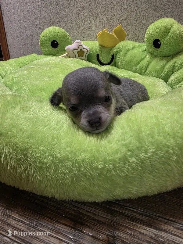 Fiona – Chihuahua puppy for sale in Cave City, AR