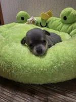 Fiona, a female Chihuahua for sale in Cave City, AR – 1 of 3