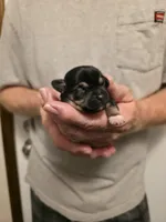 Hope, a female Chihuahua for sale in Cave City, AR – 3 of 3