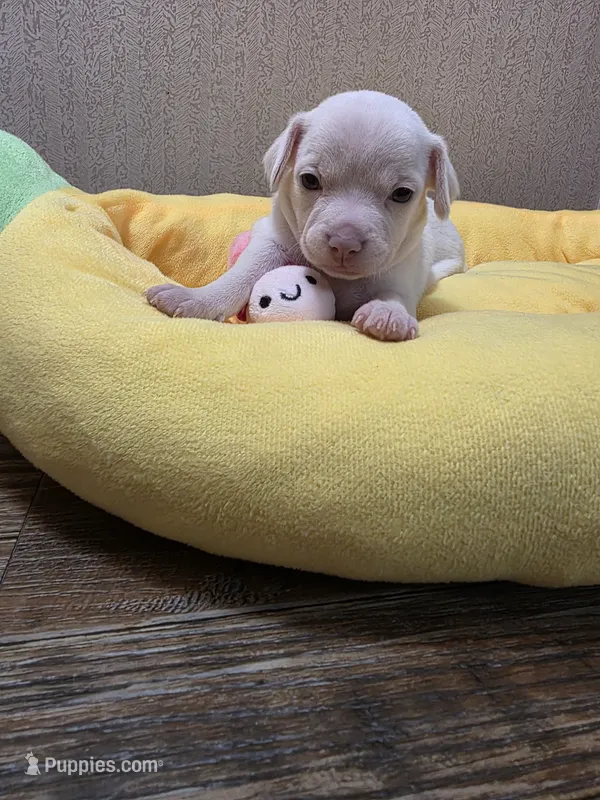 Creampuff – Chihuahua puppy for sale in Cave City, AR