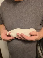 Snow White, a female Chihuahua for sale in Cave City, AR – 2 of 3