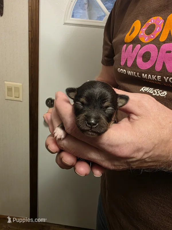 Pumpkin – Chihuahua puppy for sale in Cave City, AR