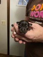 Pumpkin, a female Chihuahua for sale in Cave City, AR – 1 of 3
