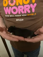 Pumpkin, a female Chihuahua for sale in Cave City, AR – 2 of 3