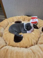 Waffles, a male Boston Terrier for sale in Cave City, AR – 3 of 3