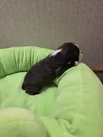 Ruby, a female Boston Terrier for sale in Cave City, AR – 2 of 3
