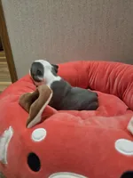 Mercy, a female Boston Terrier for sale in Cave City, AR – Photo 2 of 3