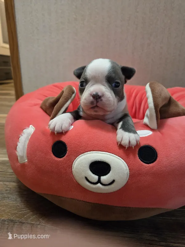 Mercy – Boston Terrier puppy for sale in Cave City, AR