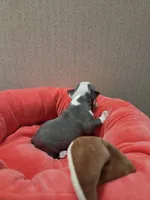 Mercy, a female Boston Terrier for sale in Cave City, AR – Photo 3 of 3