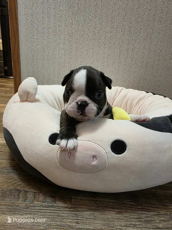 Tuck – Boston Terrier puppy for sale in Cave City, AR