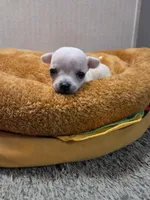 Bear, a male Chihuahua for sale in Cave City, AR – Photo 1 of 5