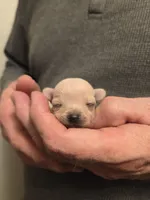 Bear, a male Chihuahua for sale in Cave City, AR – Photo 5 of 5