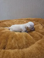 Bear, a male Chihuahua for sale in Cave City, AR – Photo 2 of 5