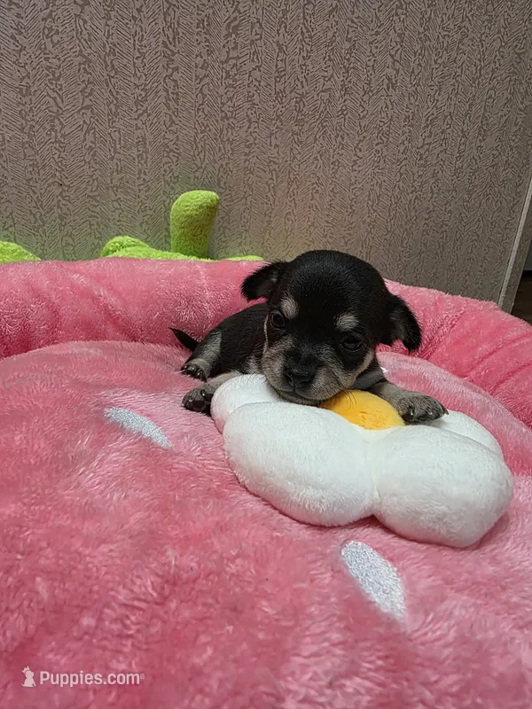 Meadow – Chihuahua puppy for sale in Cave City, AR