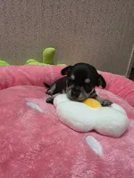 Meadow, a female Chihuahua for sale in Cave City, AR – 1 of 3