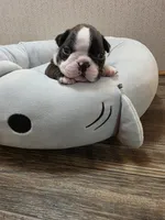 Tuck, a male Boston Terrier for sale in Cave City, AR – 1 of 3