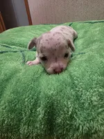 Ziggy, a male Chihuahua for sale in Cave City, AR – 1 of 3