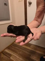 Jelly Bean, a female Chihuahua for sale in Cave City, AR – 2 of 3