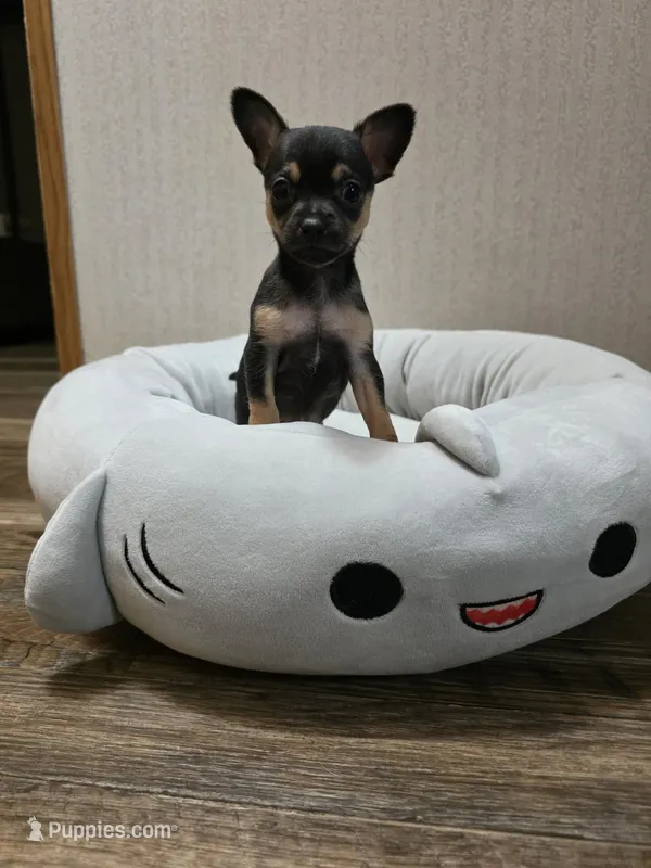 Cosmo – Chihuahua puppy for sale in Cave City, AR