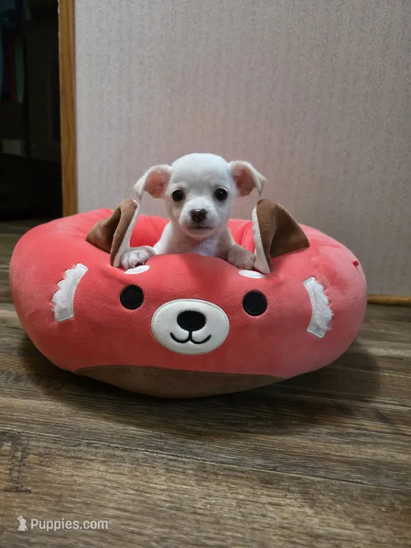 Ringo – Chihuahua puppy on hold in Cave City, AR