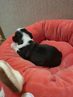 Bear, a male Boston Terrier for sale in Cave City, AR – 2 of 3