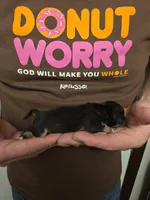 Fiona , a female Chihuahua for sale in Cave City, AR – 2 of 3