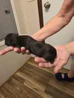 Romeo, a male Chihuahua for sale in Cave City, AR – 3 of 3