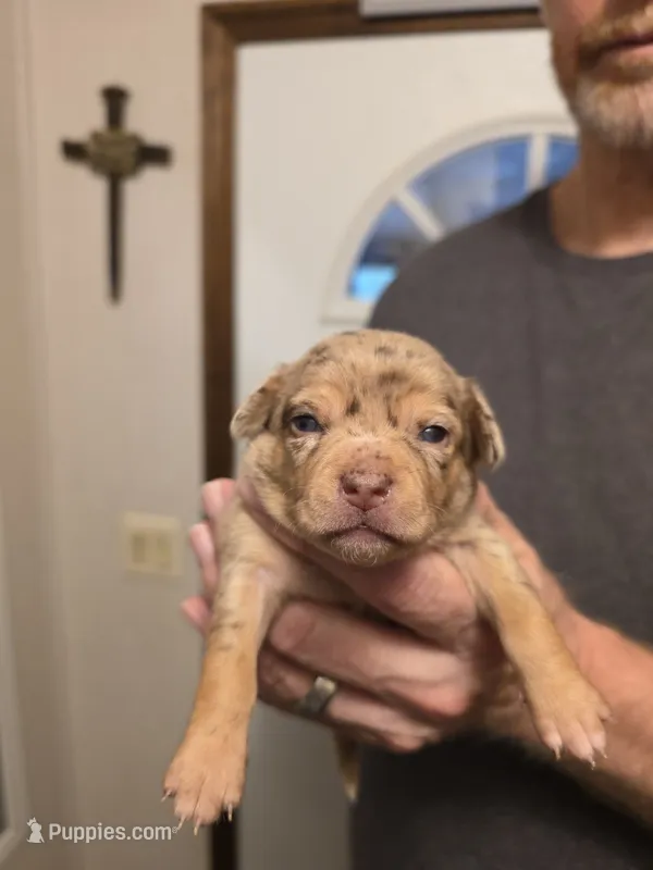 Dottie – Chihuahua puppy for sale in Cave City, AR