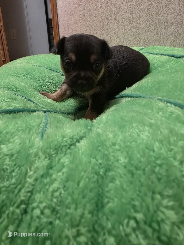 Cosmo – Chihuahua puppy for sale in Cave City, AR