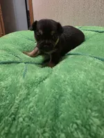 Cosmo, a male Chihuahua for sale in Cave City, AR – 1 of 3