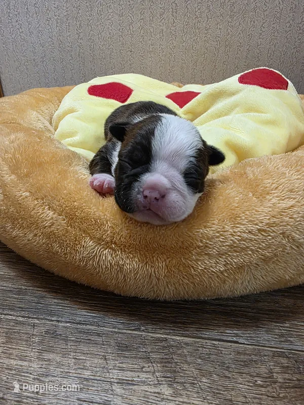 Rocky – Boston Terrier puppy for sale in Cave City, AR