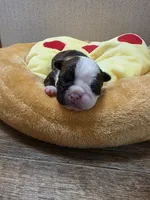 Rocky, a male Boston Terrier for sale in Cave City, AR – 1 of 3
