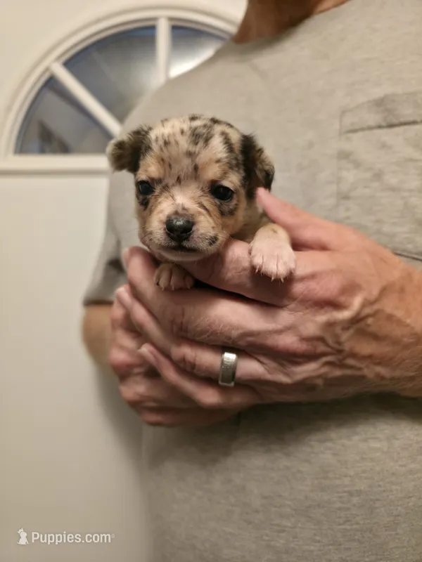 Pumpkin  – Chihuahua puppy for sale in Cave City, AR