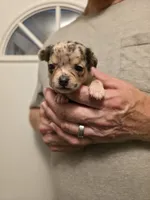 Pumpkin , a female Chihuahua for sale in Cave City, AR – 1 of 3