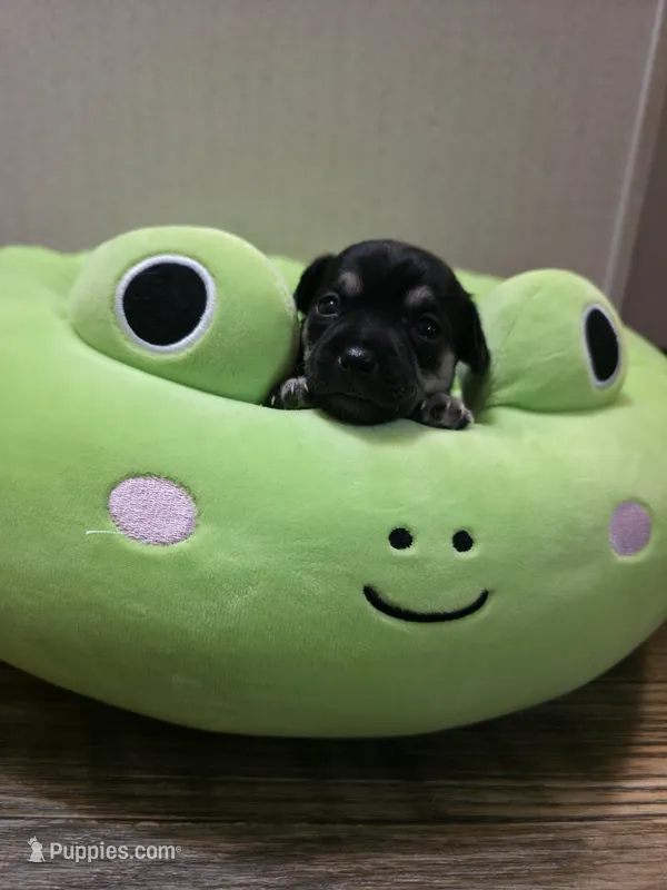 Hope – Chihuahua puppy for sale in Cave City, AR