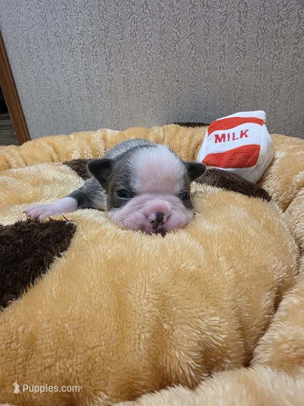Waffles – Boston Terrier puppy for sale in Cave City, AR
