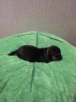 Cosmo, a male Chihuahua for sale in Cave City, AR – 2 of 3