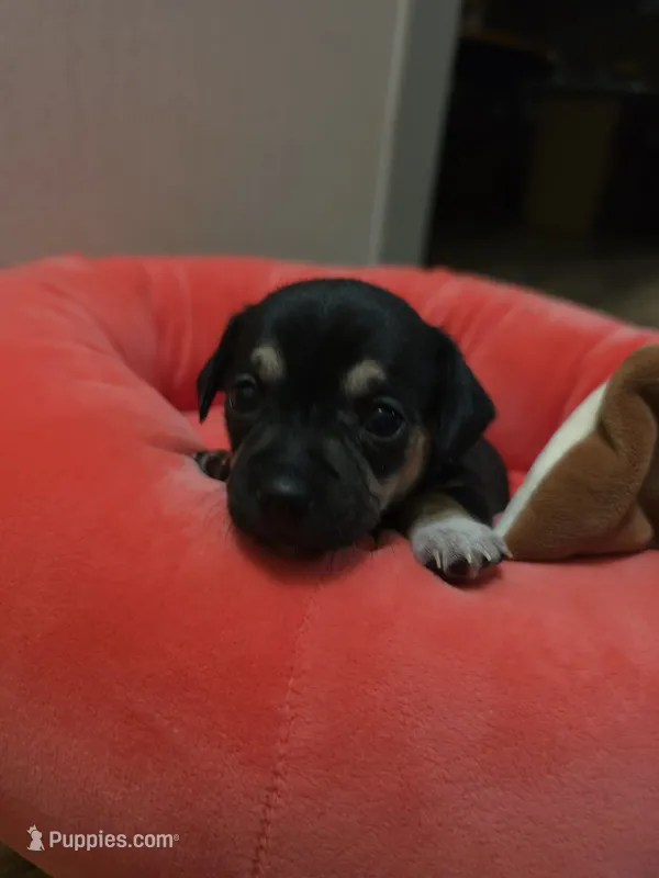 Hope – Chihuahua puppy for sale in Cave City, AR
