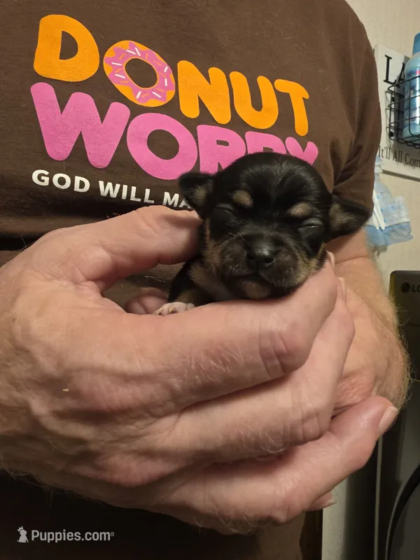 Fiona  – Chihuahua puppy for sale in Cave City, AR