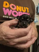 Fiona , a female Chihuahua for sale in Cave City, AR – 1 of 3