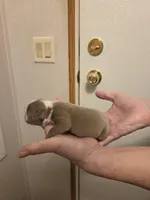 Silver, a male Boston Terrier for sale in Cave City, AR – Photo 3 of 3