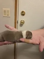 Silver, a male Boston Terrier for sale in Cave City, AR – Photo 2 of 3