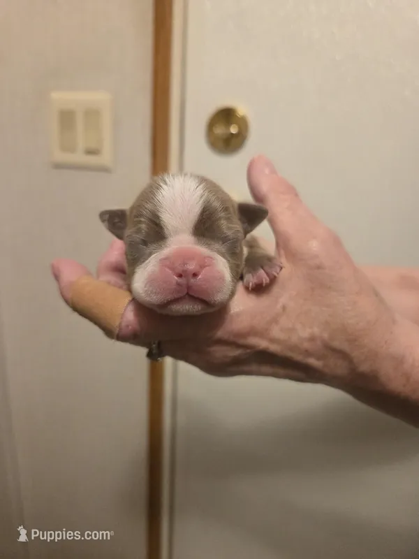 Silver – Boston Terrier puppy for sale in Cave City, AR