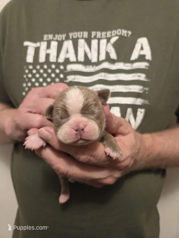 Silver – Boston Terrier puppy for sale in Cave City, AR