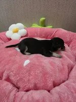 Meadow, a female Chihuahua for sale in Cave City, AR – 3 of 3