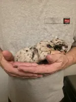 Pumpkin , a female Chihuahua for sale in Cave City, AR – 2 of 3