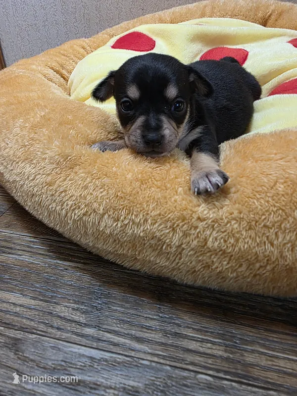 Bruno – Chihuahua puppy for sale in Cave City, AR