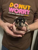Bruno, a male Chihuahua for sale in Cave City, AR – 1 of 3
