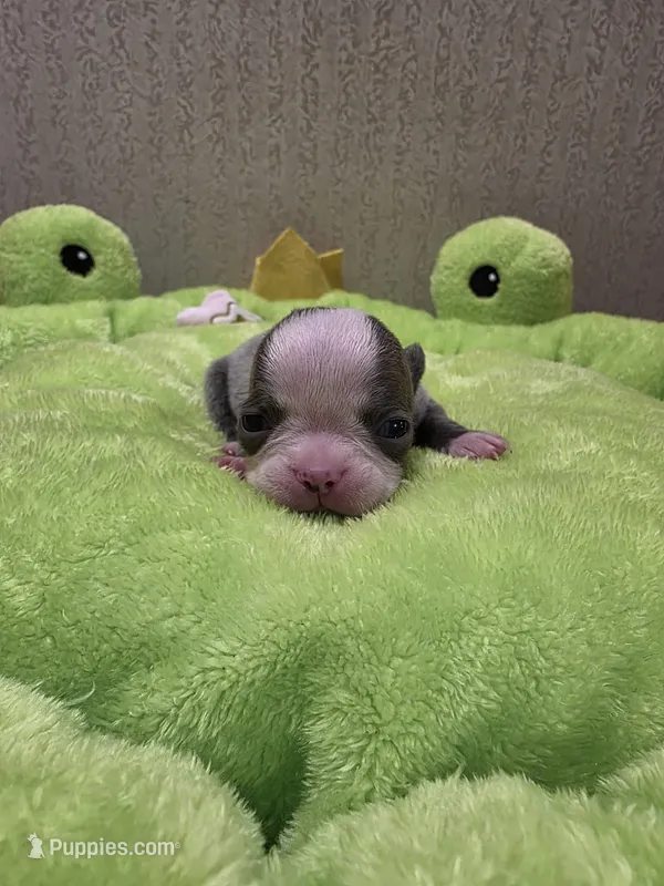 Sky – Boston Terrier puppy on hold in Cave City, AR